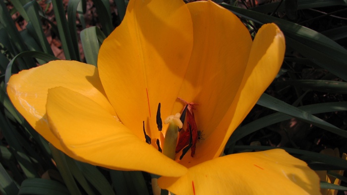 Macro Flower
