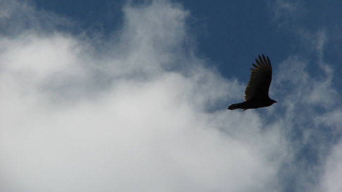 Hawk in flight