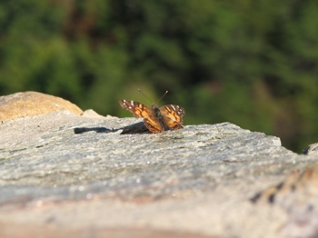 Monarch butterfly at Pilot Mountain State Park